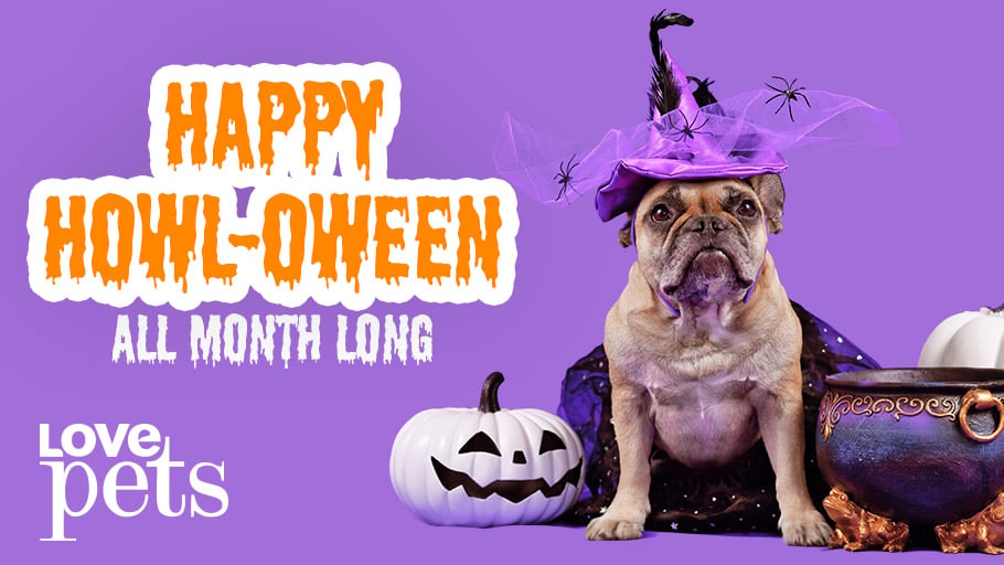 HappyHowl-Oween_LovePets_Tile_Landscape_910x512